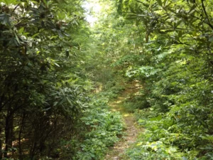 The area of the Pound Gap Massacre also known as Killing Rock.   The photograph was taken by Joanna Adams Sergent on location.