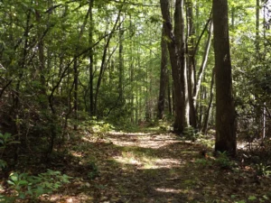 The area of the Pound Gap Massacre also known as Killing Rock.   The photograph was taken by Joanna Adams Sergent on location.