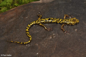 The Green Salamander found at the Flag Rock Recreational park.   The photograph was taken by the West Virginia herpetological society