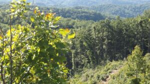 Photograph from the top of Pine Mountain overlooking Kentucky.  The photograph was taken by Joanna Adams Sergent in July 2022