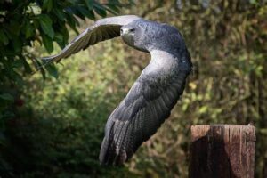 Chilean Blue Eagle